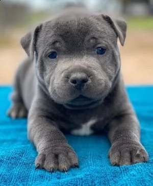 staffordshire bull terrier