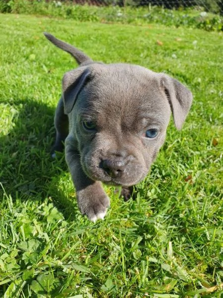 staffordshire bull terrier | Foto 3