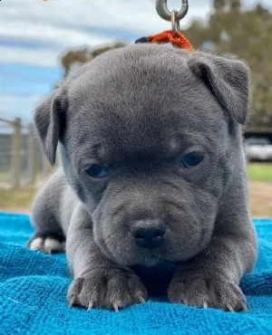 staffordshire bull terrier | Foto 2