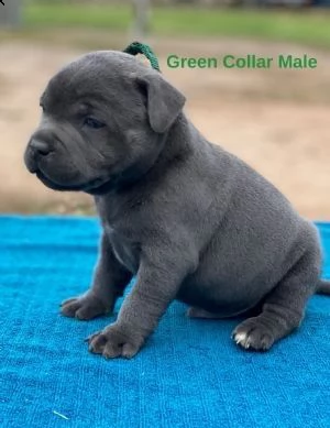 staffordshire bull terrier | Foto 1