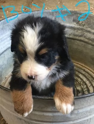 cuccioli di montagna bernese