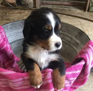 cuccioli di montagna bernese | Foto 2