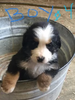 cuccioli di montagna bernese | Foto 1