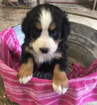 cuccioli di montagna bernese | Foto 0