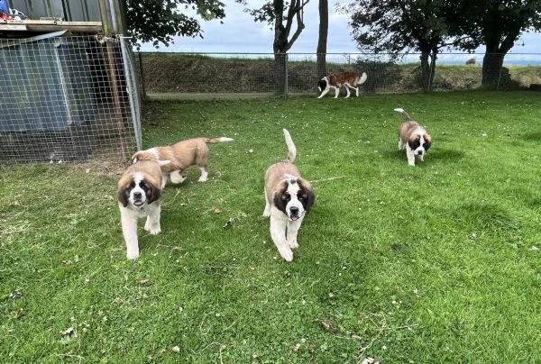 cuccioli di san bernardo | Foto 0