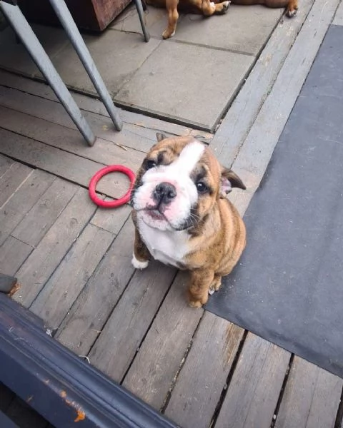 cuccioli di bulldog inglese | Foto 1