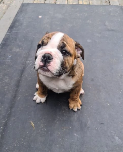 cuccioli di bulldog inglese | Foto 0