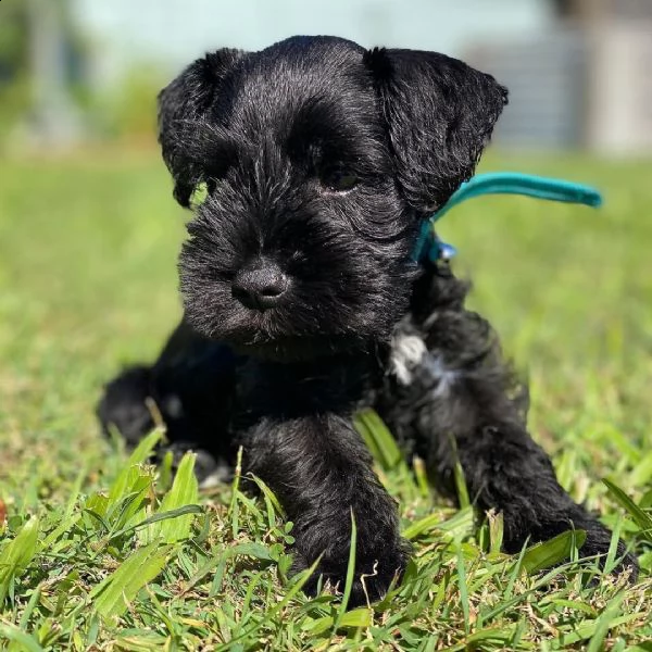 cuccioli di schnauzer nano