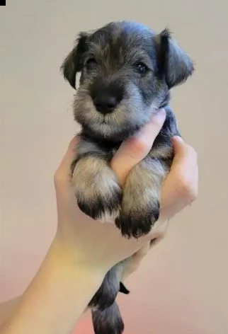 cuccioli di schnauzer nano | Foto 1