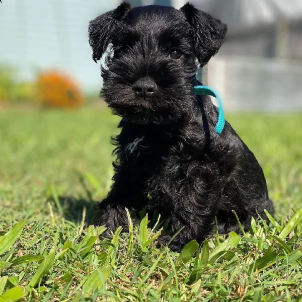 cuccioli di schnauzer nano | Foto 0