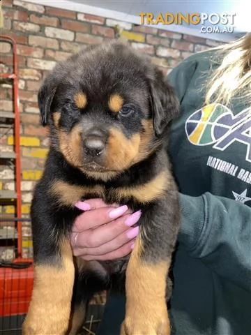 cuccioli di rottweiler | Foto 2