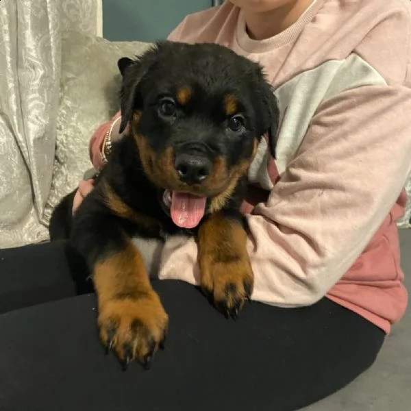 cuccioli di rottweiler | Foto 1