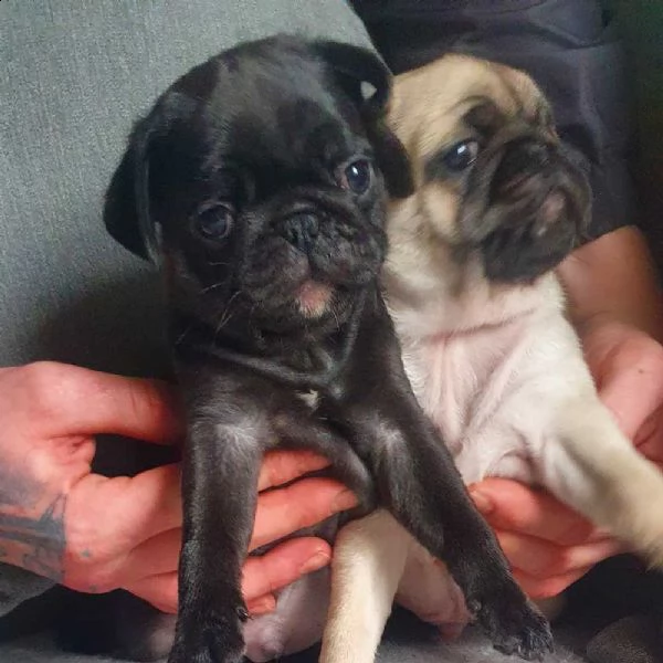 cuccioli di carlino | Foto 2