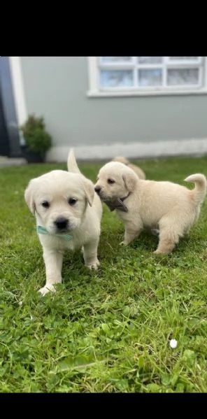 cani in reinserimento labrador