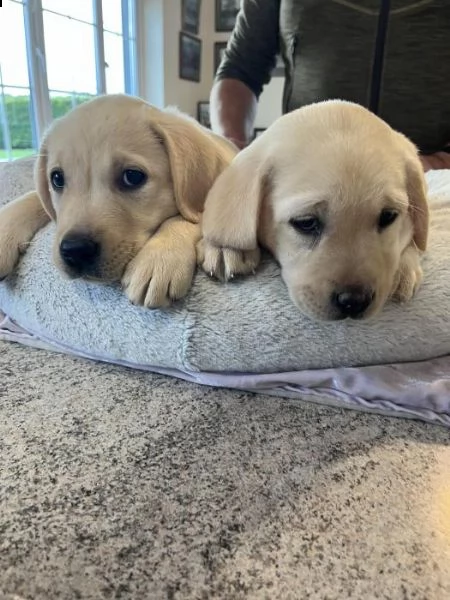 cani in reinserimento labrador | Foto 1