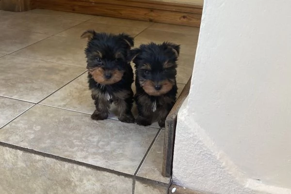 yorkshire terrier | Foto 2