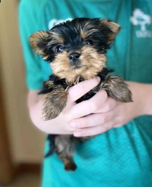 yorkshire terrier | Foto 1