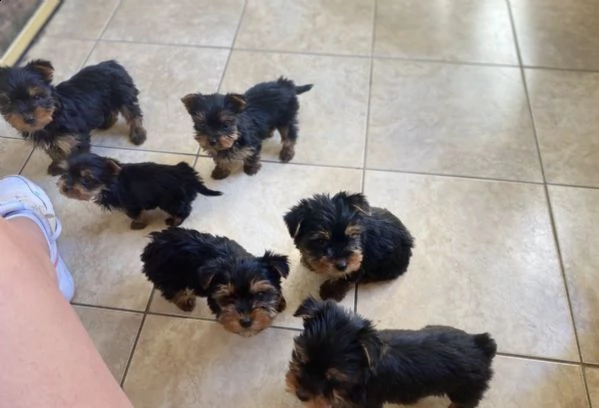 yorkshire terrier | Foto 0