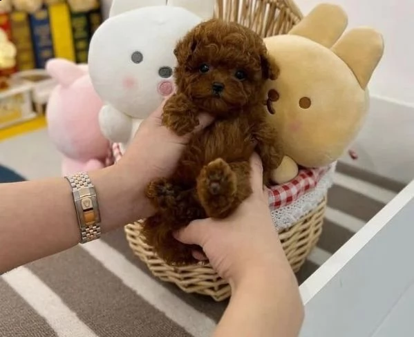 cuccioli barboncino toy