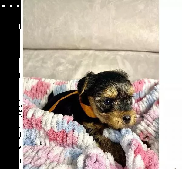 regalo cuccioli di yorkie whatsapp ( 0039 353 317 4023 ) | Foto 1