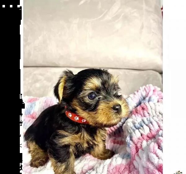 regalo cuccioli di yorkie whatsapp ( 0039 353 317 4023 ) | Foto 0