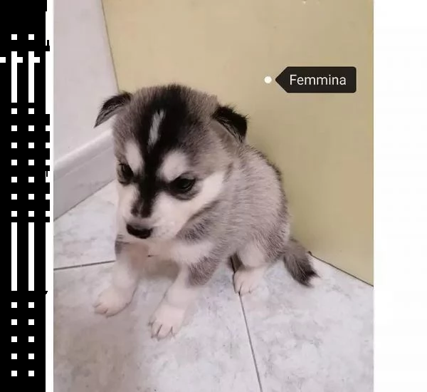 regalo cuccioli husky whatsapp (0039 353 317 4023 ) | Foto 1