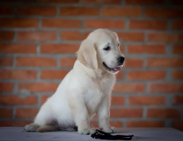 golden retriever cuccioli | Foto 6