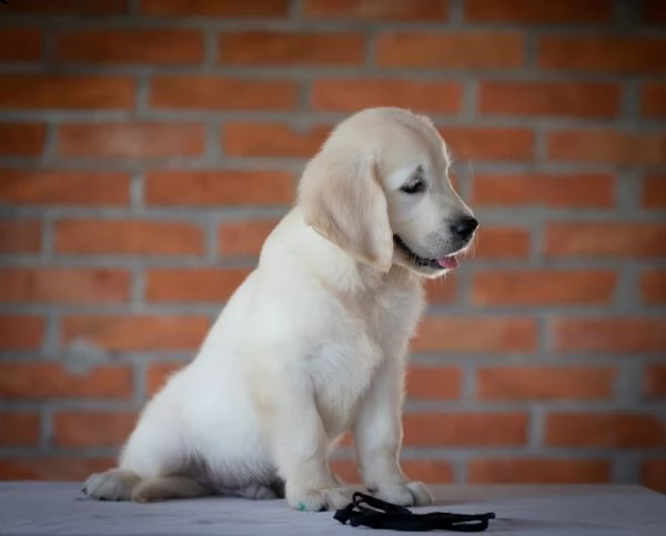 golden retriever cuccioli | Foto 5