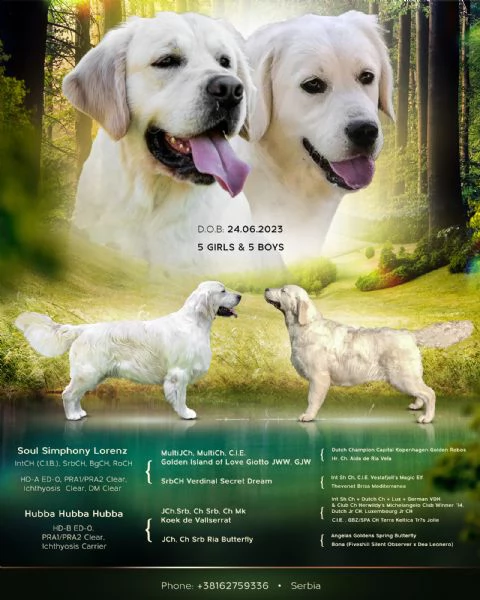 golden retriever cuccioli