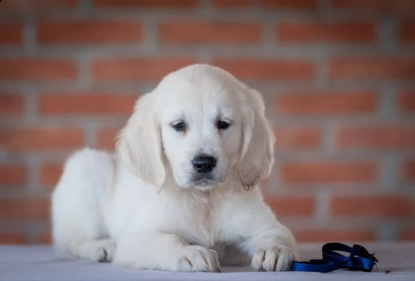 golden retriever cuccioli | Foto 4