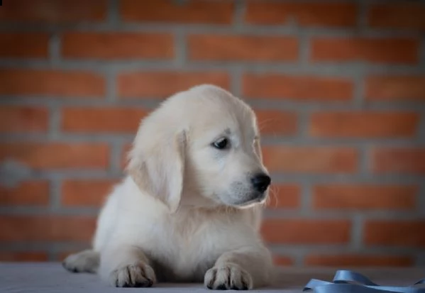 golden retriever cuccioli | Foto 3