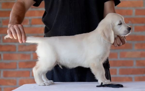 golden retriever cuccioli | Foto 1