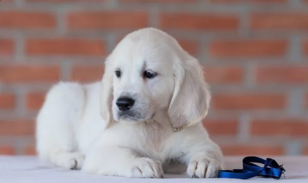 golden retriever cuccioli | Foto 0