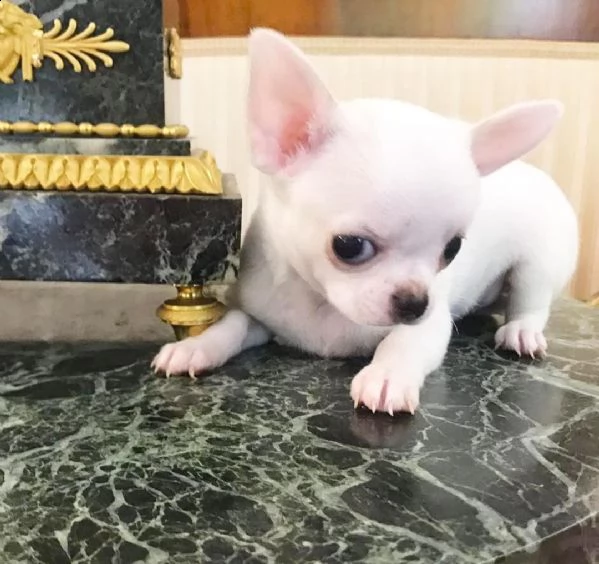 regalò chihuahua disponibile in roma—— | Foto 0