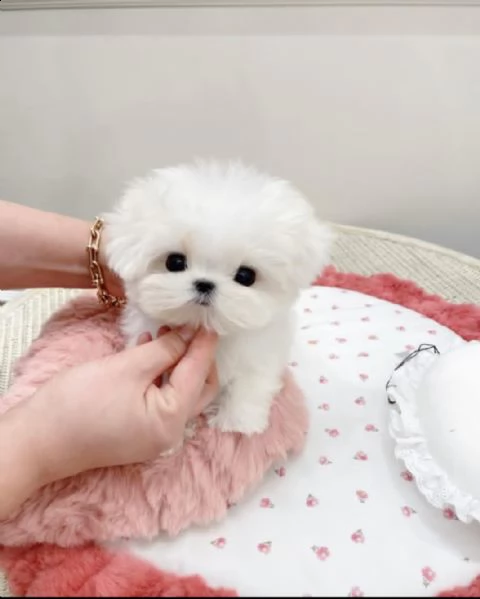   regalo maltese toy in lazio  | Foto 0