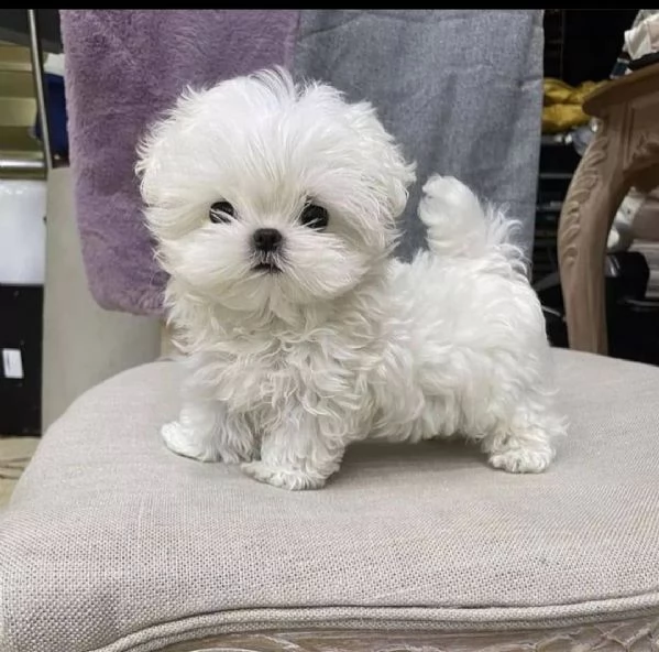   regalo maltese toy in lazio 