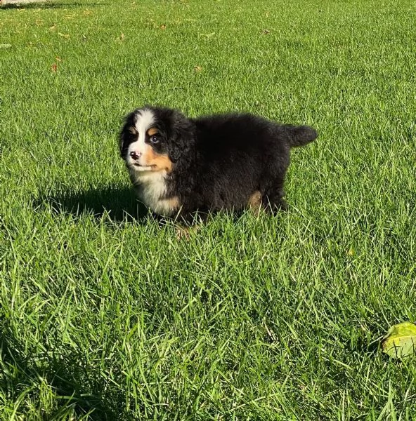 meravigliosi cuccioli di bovaro del bernese