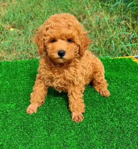 cuccioli barboncini toy