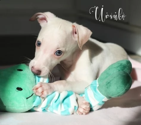 cuccioli di levriero italiano