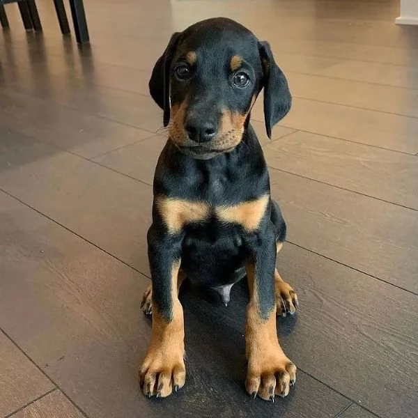 cuccioli di dobermann pinscher | Foto 1