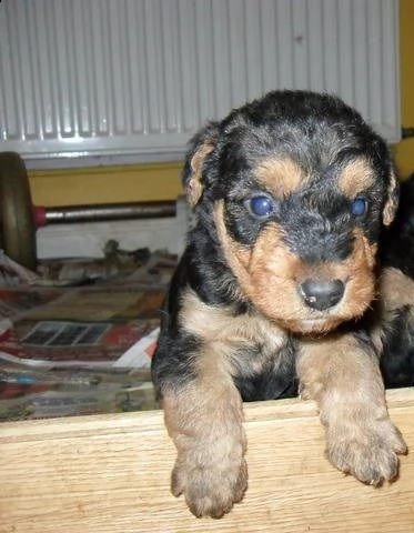 cuccioli di airedale terrier | Foto 2