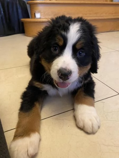 cuccioli di montagna bernese | Foto 1