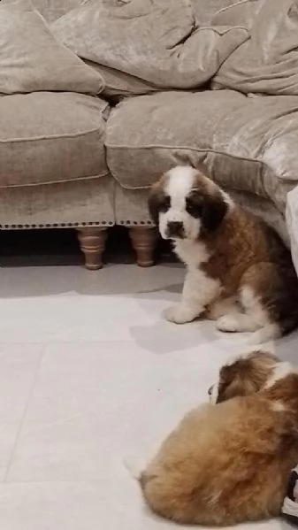 cuccioli di san bernardo