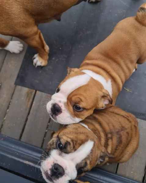 cuccioli di bulldog inglese | Foto 2