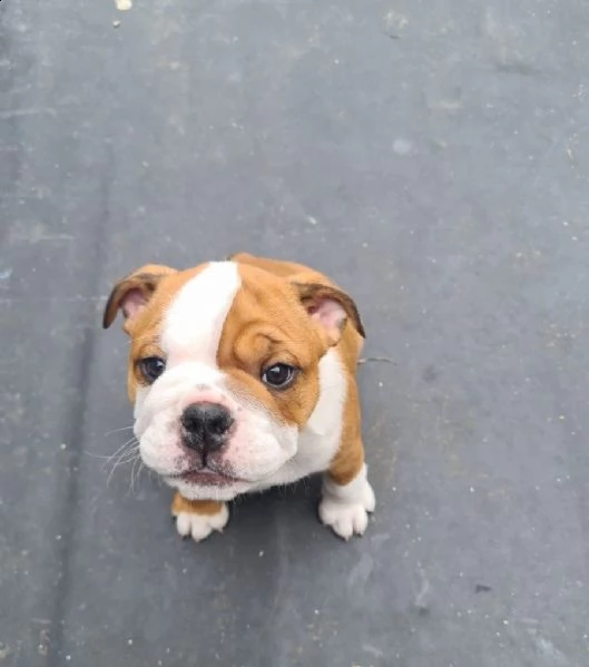 cuccioli di bulldog inglese | Foto 0
