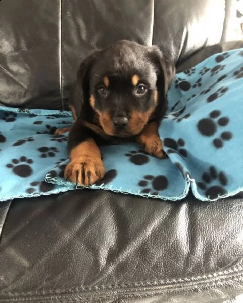 cuccioli di rottweiler | Foto 1