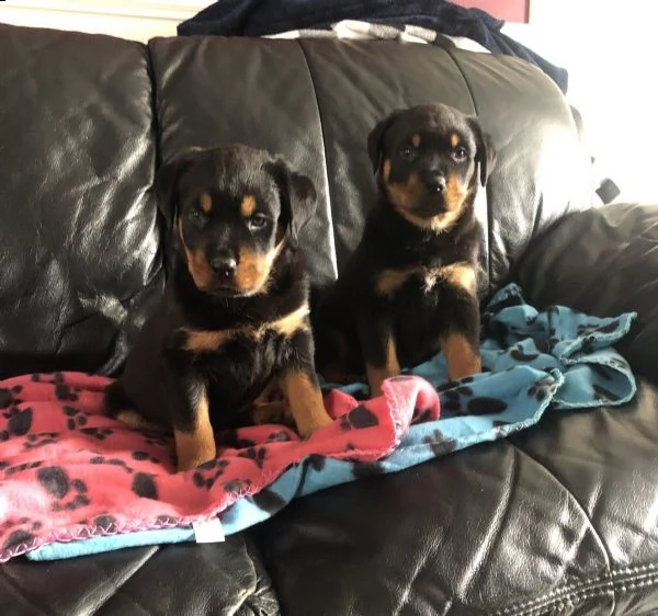 cuccioli di rottweiler | Foto 0