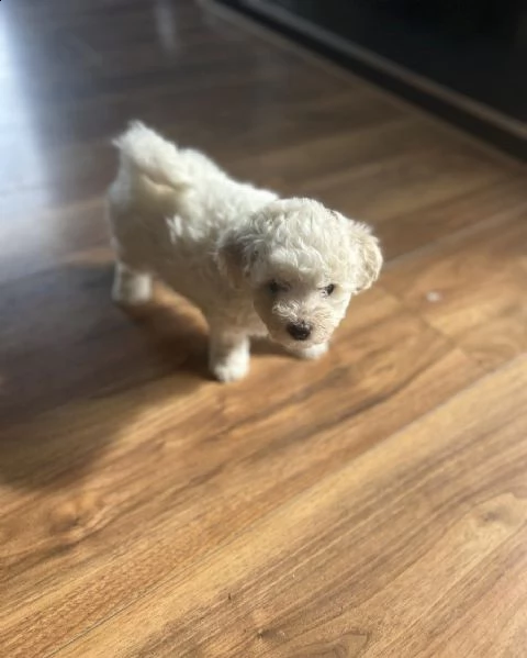 cuccioli di bichon frisé | Foto 1
