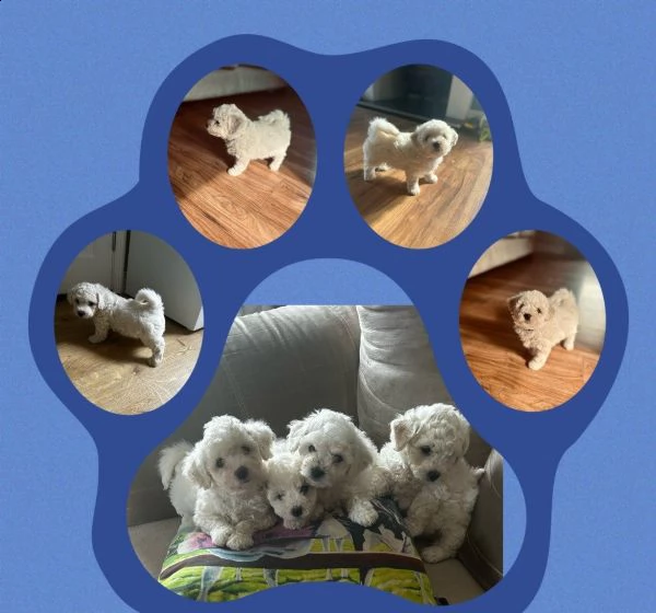 cuccioli di bichon frisé | Foto 0