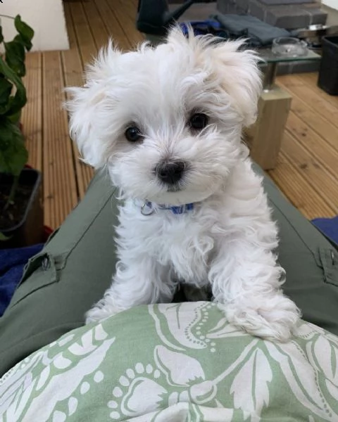 maltese | Foto 0